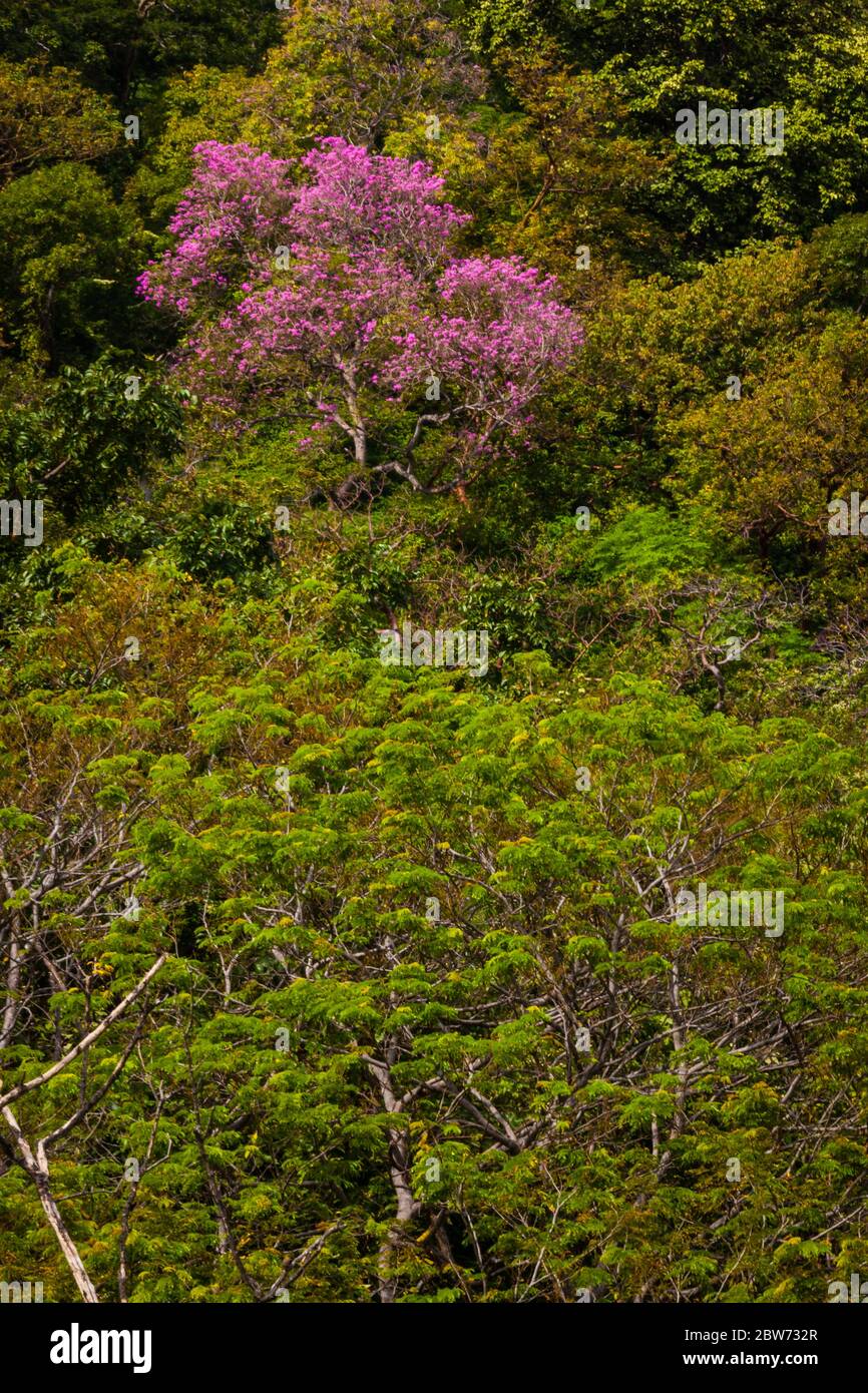 Tromba rosa fiorita, rosea Tabebuia, a Punta Chame, costa del Pacifico, provincia di Panama, Repubblica di Panama. Foto Stock