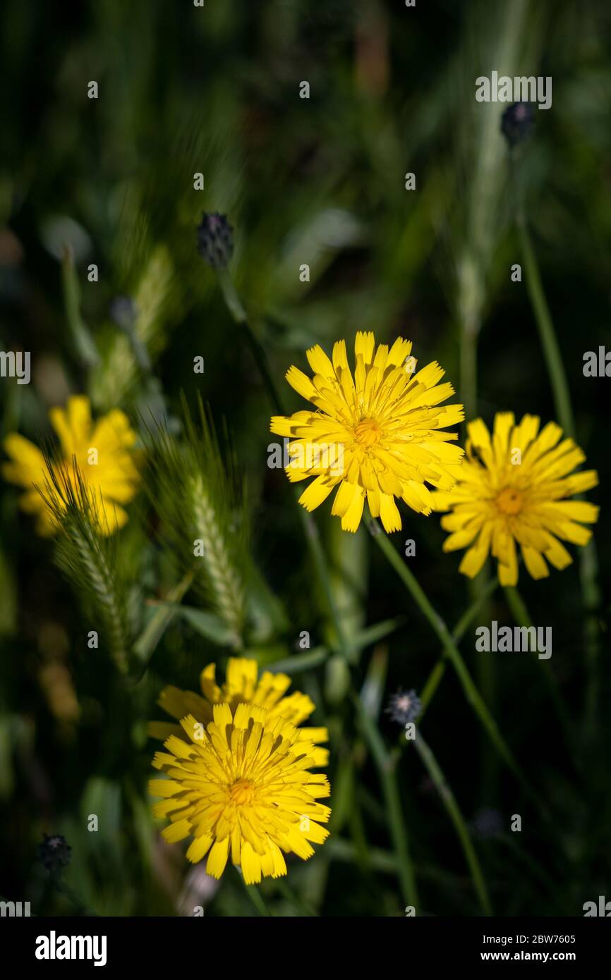 Autunno Hawkbit (Leontodon autumnalis) fioritura in East Grinstead Foto Stock
