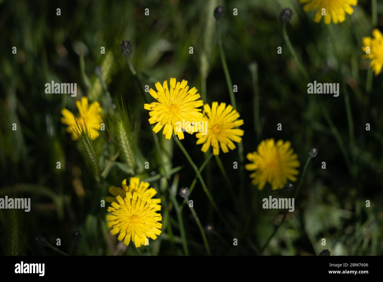 Autunno Hawkbit (Leontodon autumnalis) fioritura in East Grinstead Foto Stock