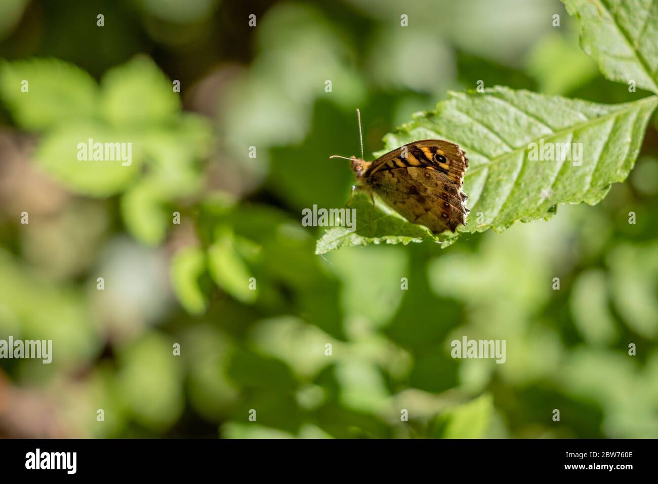Farfalla di legno a chiazze (Pararge aegeria) seduta su una foglia al sole di primavera Foto Stock