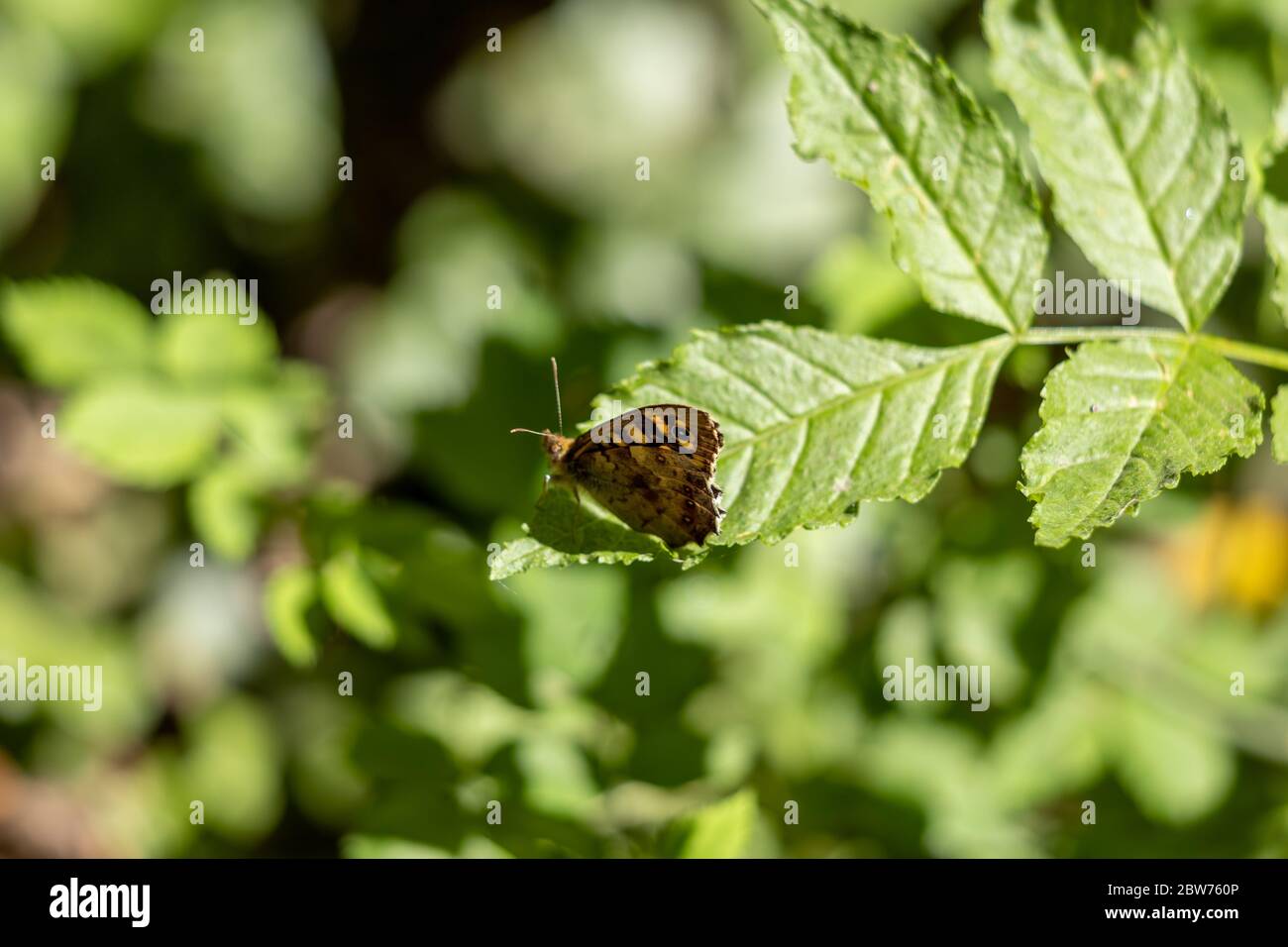 Farfalla di legno a chiazze (Pararge aegeria) seduta su una foglia al sole di primavera Foto Stock