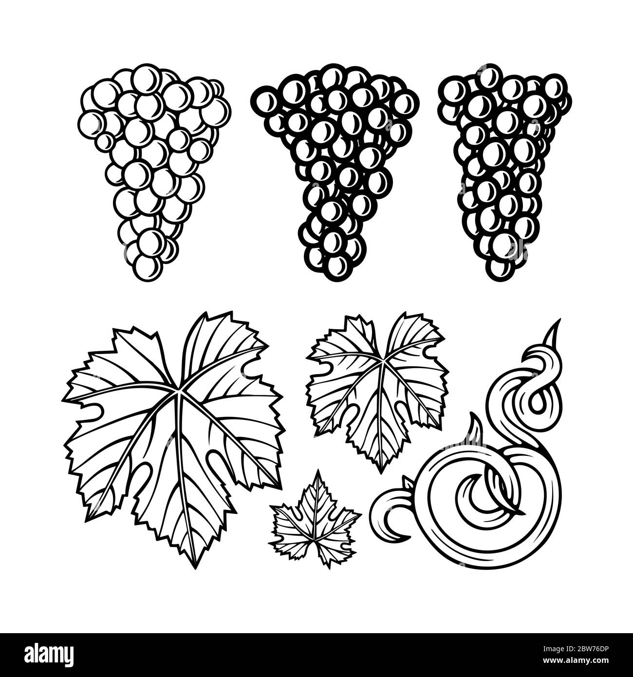Costruttore ornamentale di uva e vite. Illustrazione dello stile di  incisione del grappolo di uva disegnato a mano. Disegno di grappolo di uva,  vite e foglia. Parte del set Immagine e Vettoriale -
