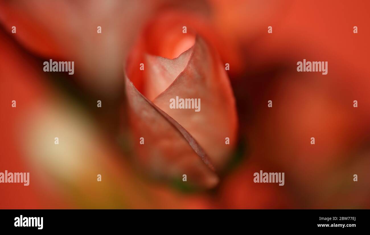 Gemma di bella macro fiore rosso, in parte a fuoco morbido, su sfondo sfocato Foto Stock