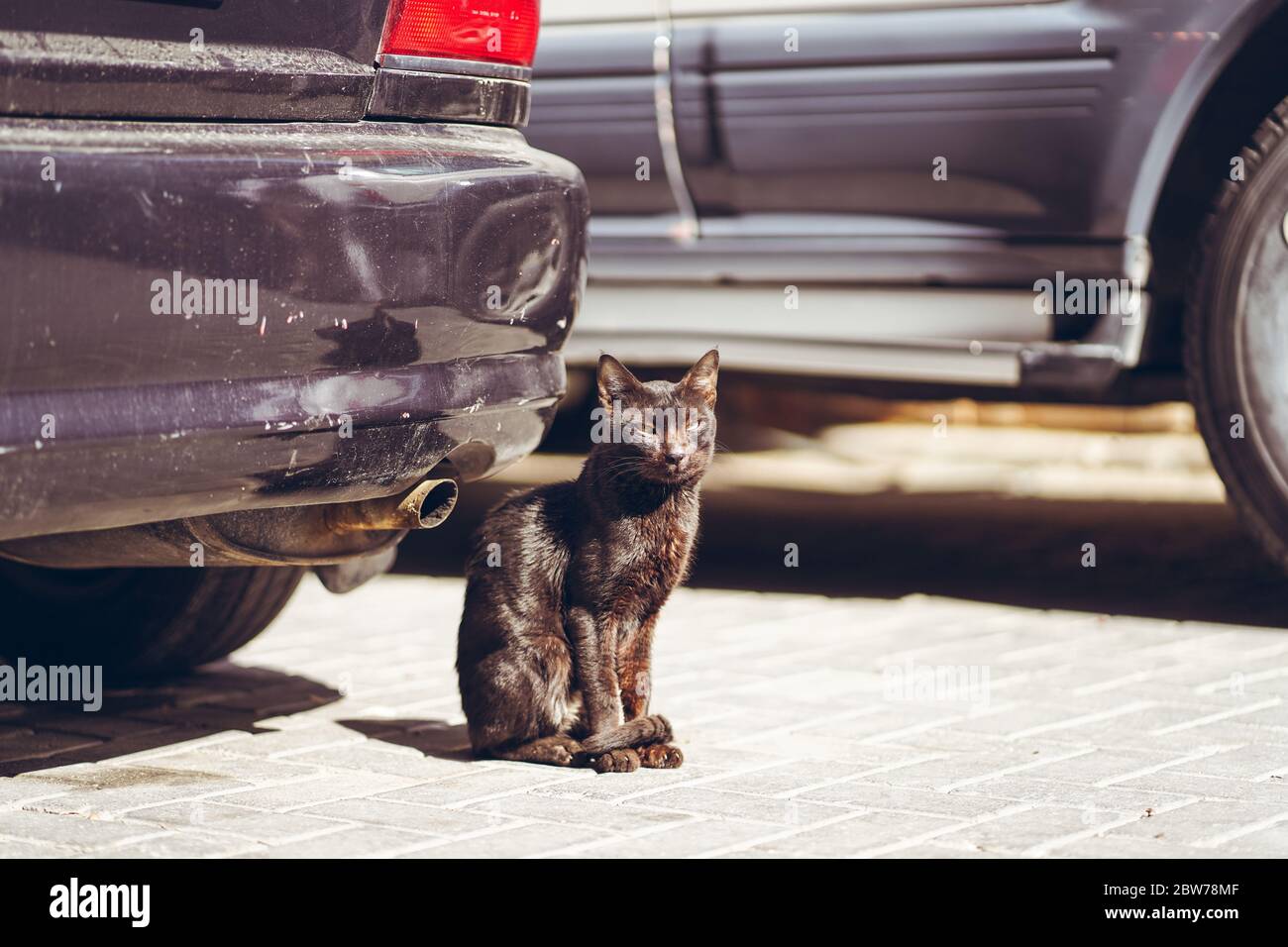 Bahrain City / Bahrain - 15 gennaio 2020: Ritratto di gatto nella strada della capitale Bahrain città tra le auto Foto Stock