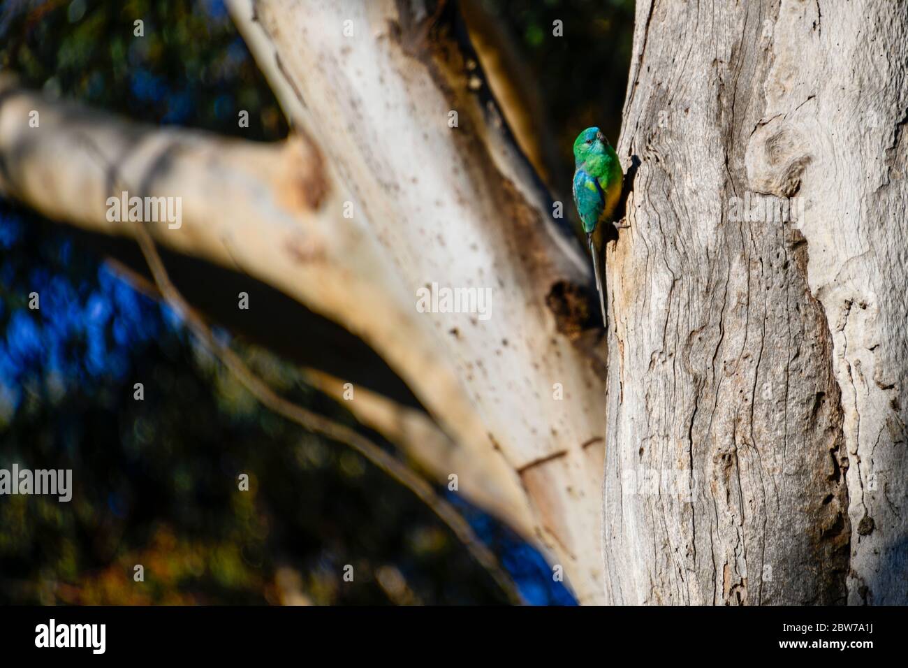 Red Rump Parrot uccelli colorati in albero al sole con cielo blu Foto Stock