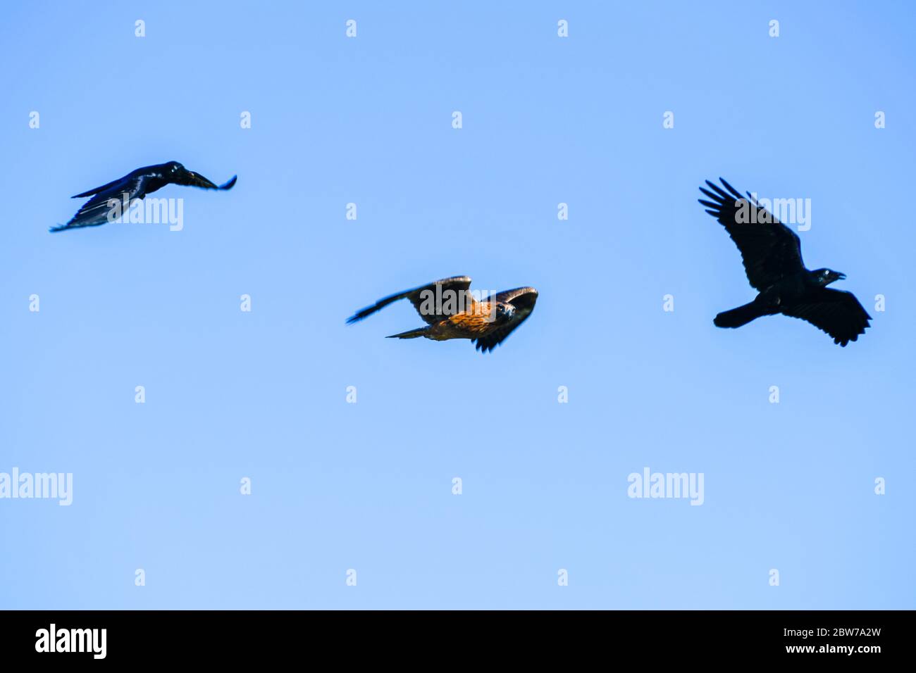 Falcon Hawk marrone guardando la macchina fotografica mentre insegue Black Australian Ravens Crows Werribee South Victoria Australia Foto Stock