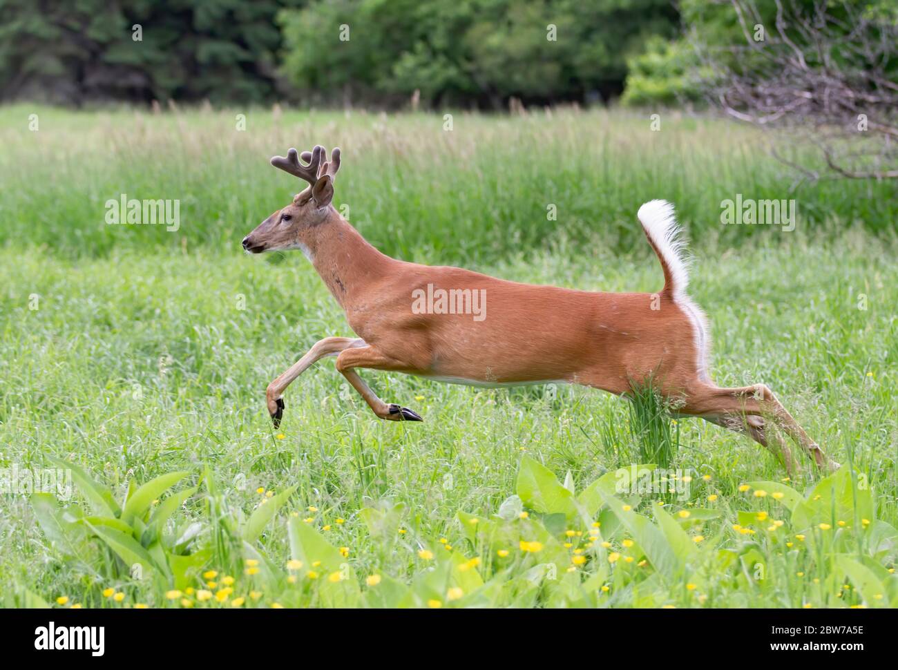 Il buck di cervo dalla coda bianca con le formiche di velluto che corrono attraverso un prato in primavera in Canada Foto Stock