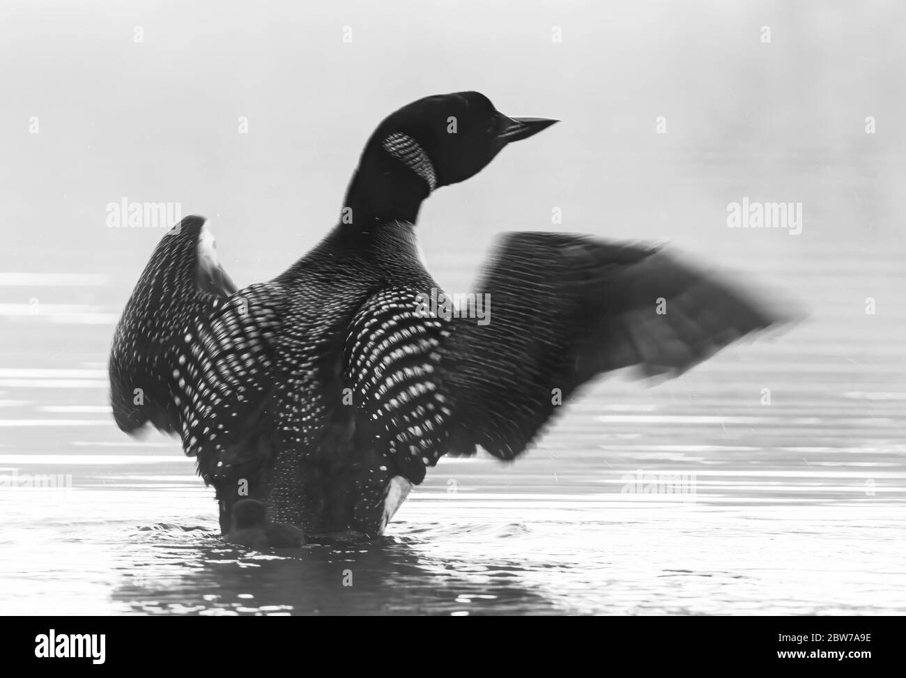 Loon comune che breaching l'acqua per asciugare le sue ali al mattino come lei nuota sul lago Wilson, Que, Canada Foto Stock
