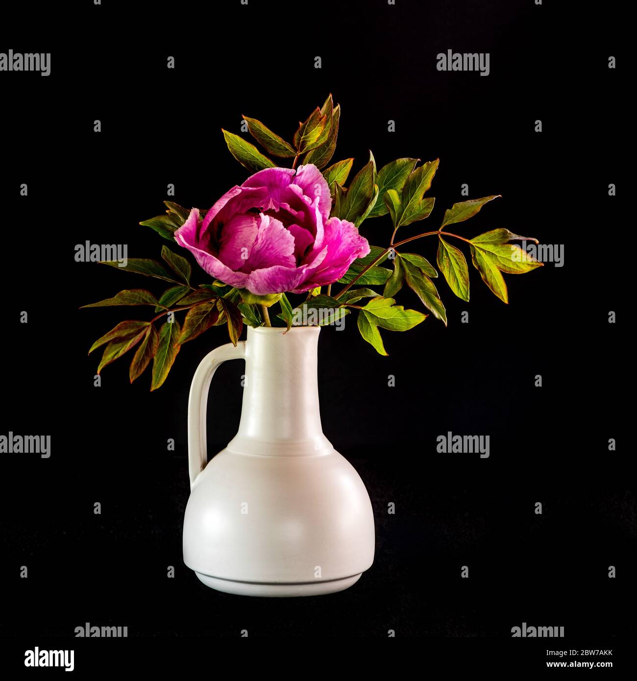 La bella e sontuosa peonia fiorente (Paeonia rockii o Paeonia suffruticosa rockii) in un vaso bianco su sfondo nero. Un fiore con un Foto Stock