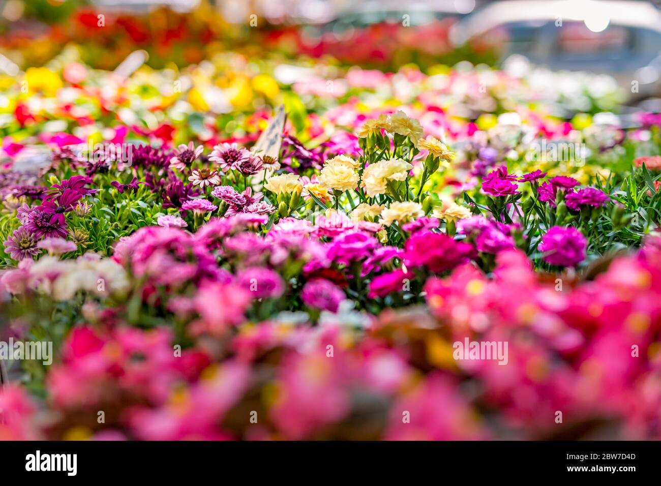 Mazzi di fiori vari sul mercato dei fiori di strada, regali di festa, Giornata Internazionale della Donna Foto Stock