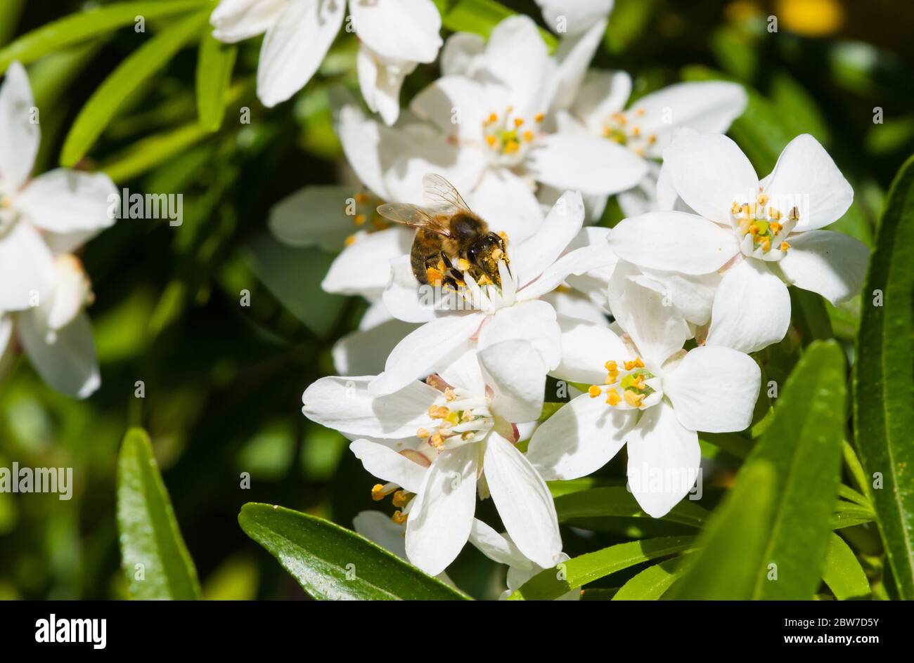 Miele Bee su Choisya Foto Stock