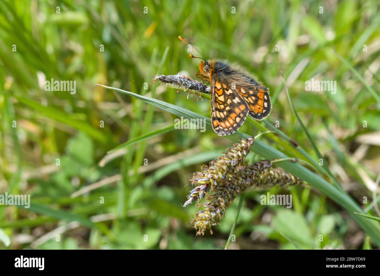 Marth Fritillary su erba gambo Lincolnshire Foto Stock