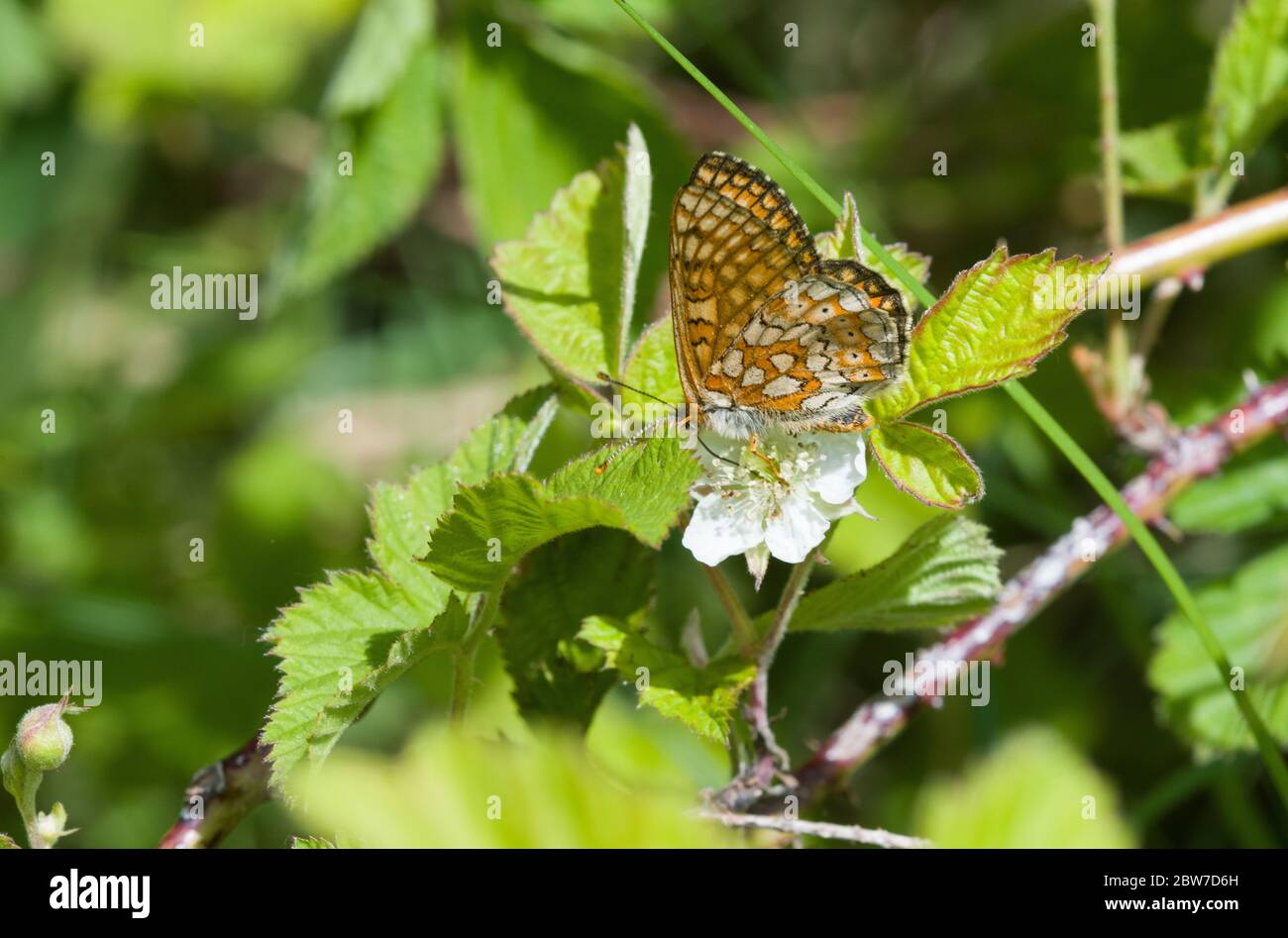 Marsh Fritillary sul bramble, Lincolnshire Foto Stock