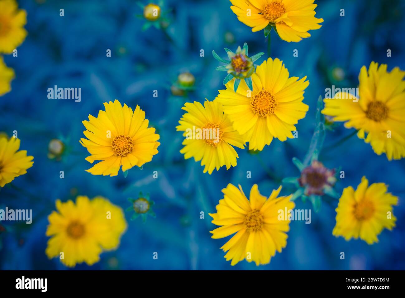 Fiori artistici di colore giallo brillante, sfondo estivo naturale, immagine sfocata. Closeup floreale natura con prato verde fresco Foto Stock