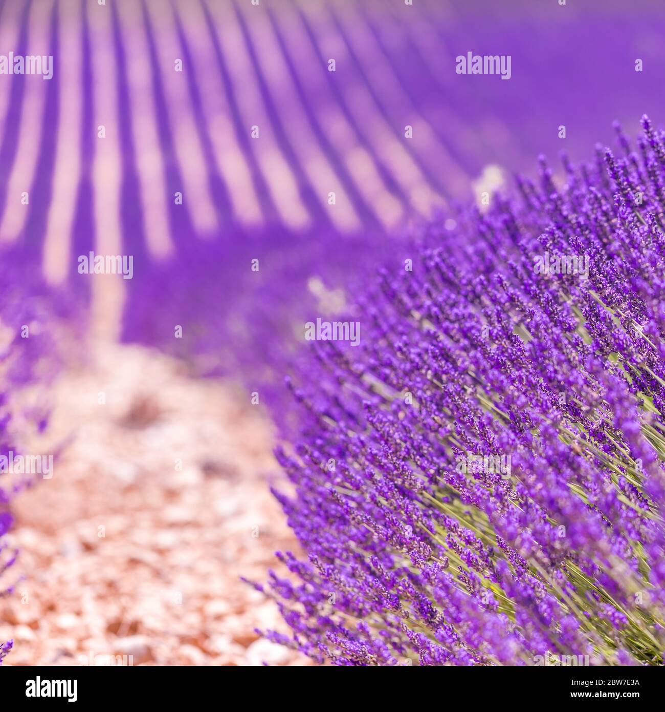 Bell'albero in campo di lavanda, Provenza, Francia. Albero solitario in campo di lavanda, Provenza, Francia. Fiori di lavanda campo fiorente e un albero solitario Foto Stock