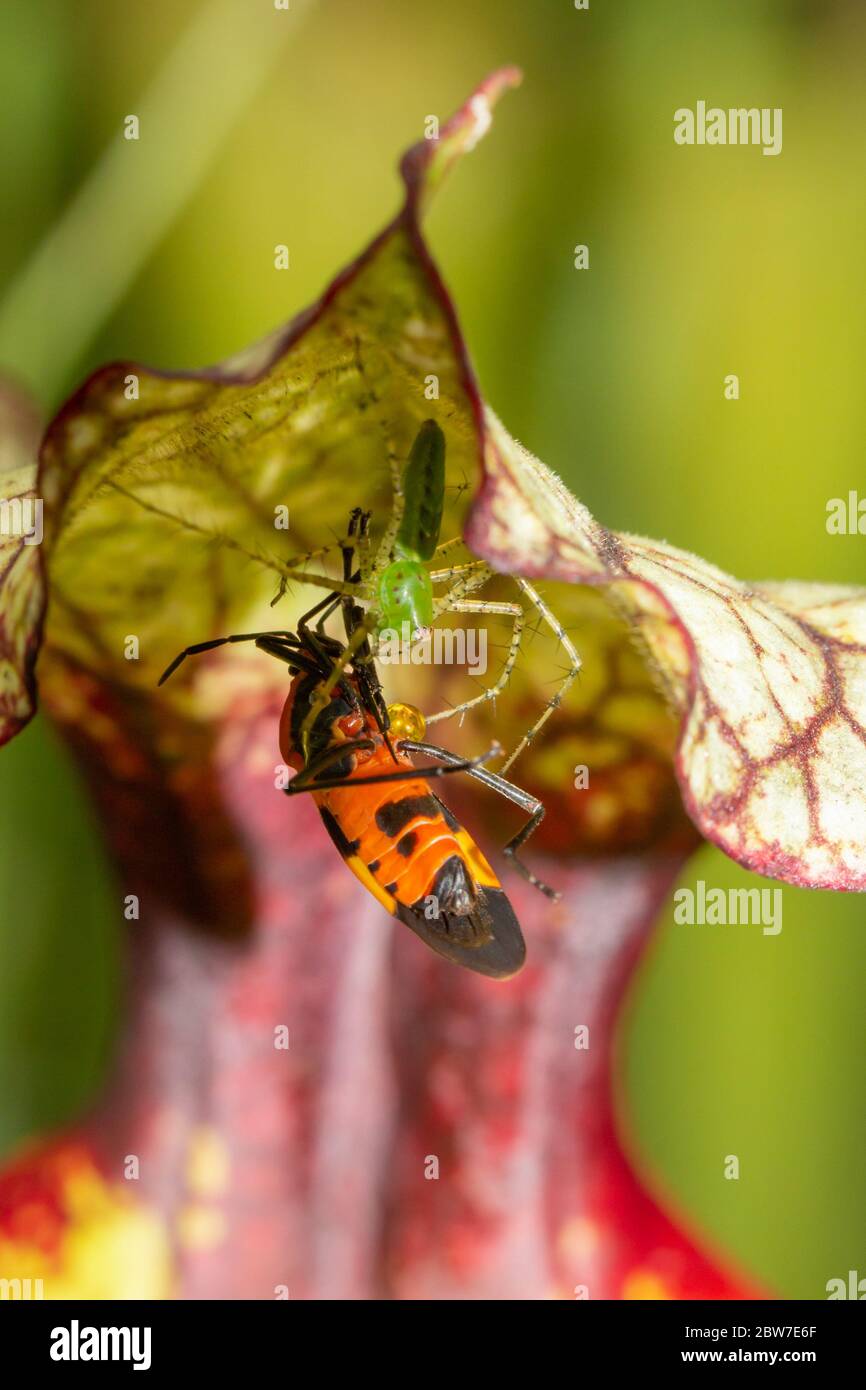 Green Lynx Spider (viridans di Peucetia) cattura un bug su una Sarracenia, Florida, USA Foto Stock