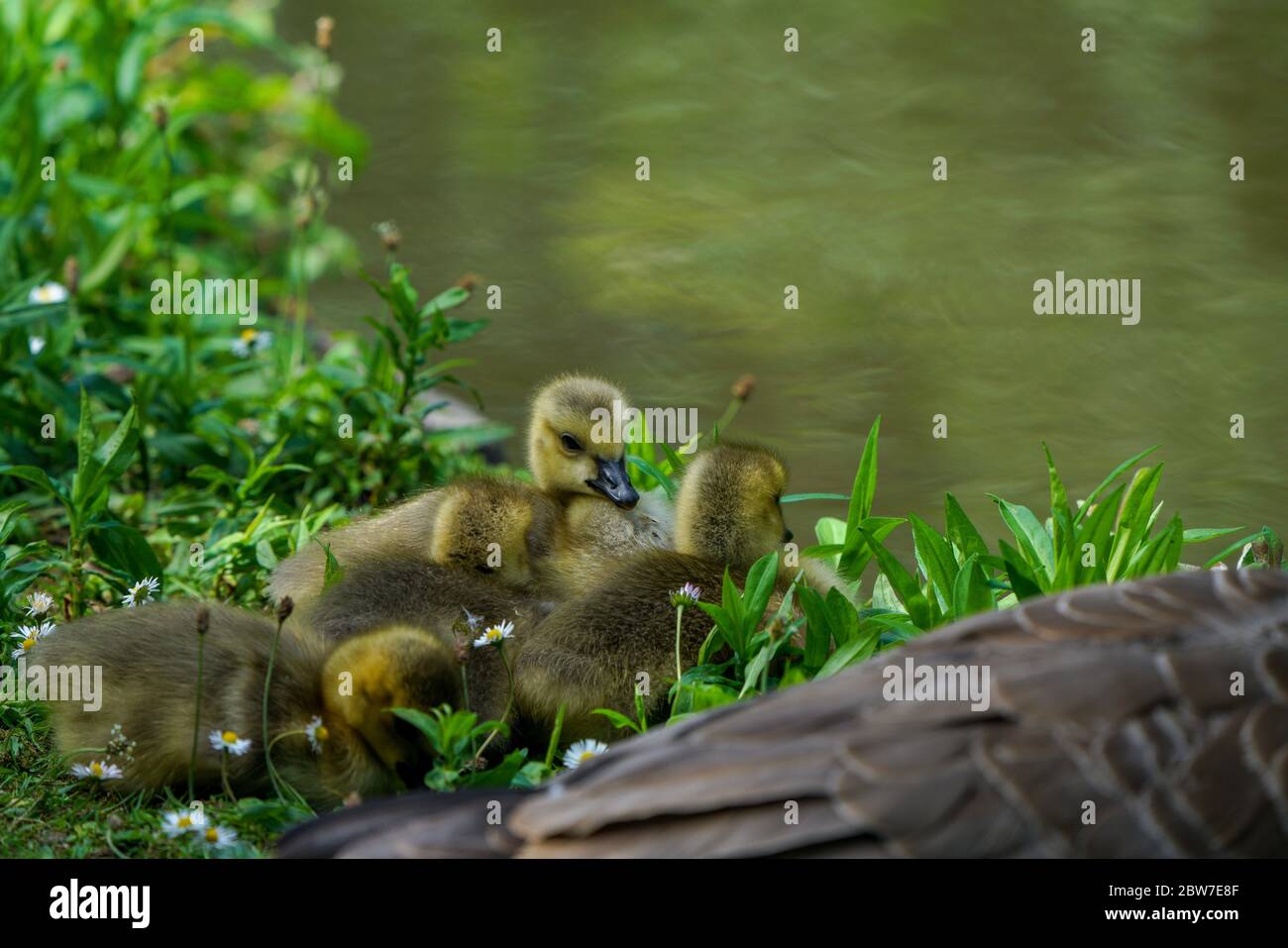 Anatra di mallard del bambino che si nasconde nell'erba. Foto Stock