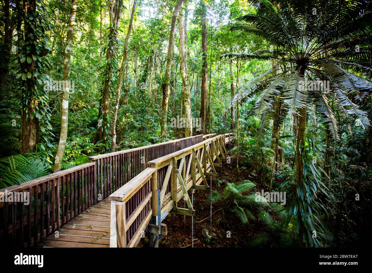 La passeggiata sul lungomare Daintree Jindalba in Australia Foto Stock