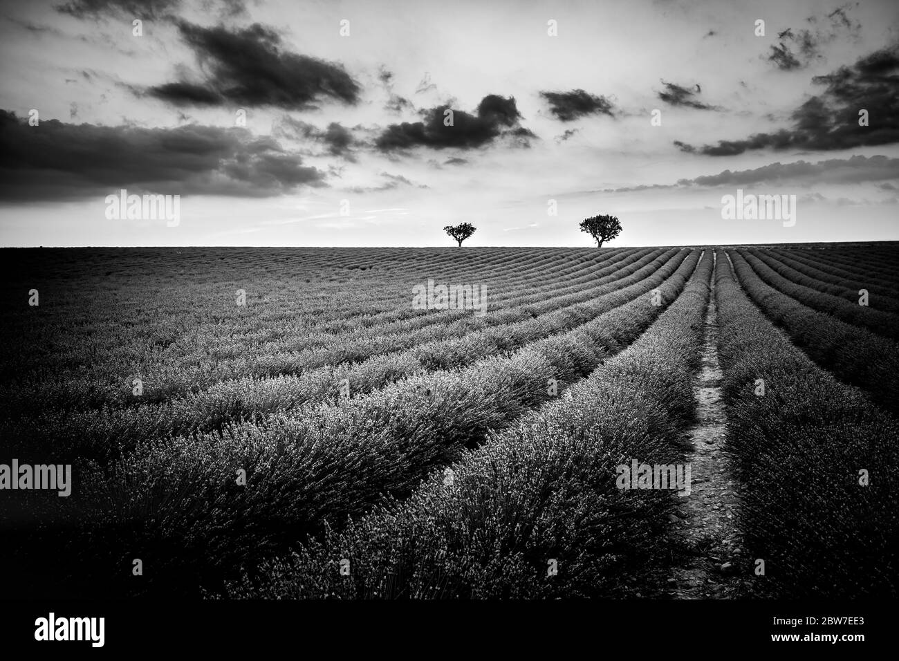 Paesaggio astratto bianco e nero con alberi solitari con lavanda. Paesaggio artistico e suggestivo. Foto Stock