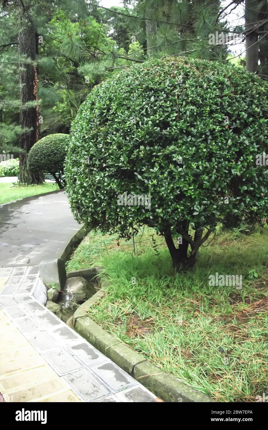 Bush con la forma di una palla nel Parco. Cespuglio tagliato a forma di cespuglio per il giardino paesaggio design.Perfect cerchio forma ritagliato albero topiario per formale Foto Stock