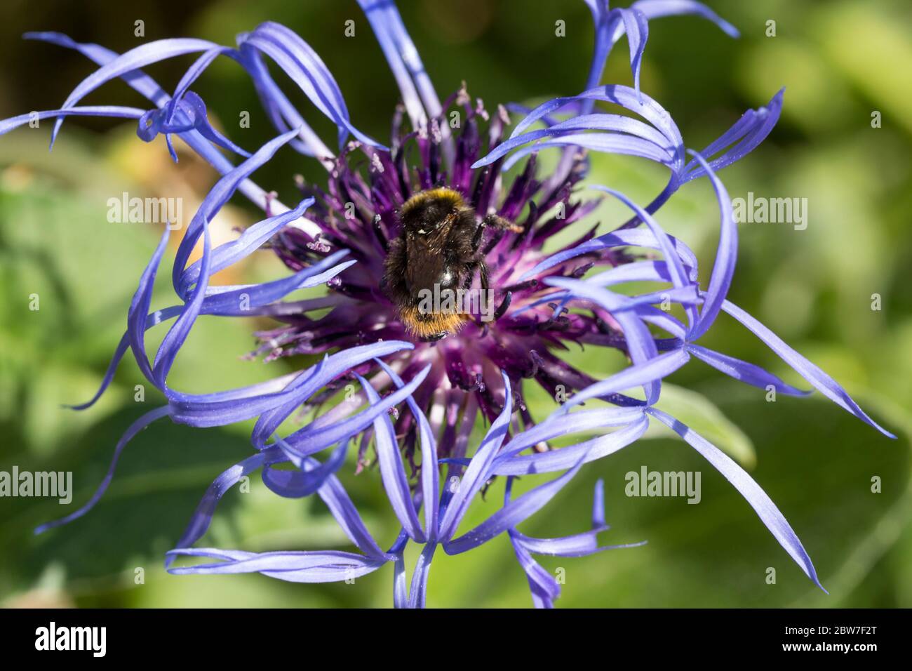 Cornflower viola alto centaurea montana lungo e spioncino petali pallidi esterni e più breve palla interna più scura di petali presi alla fine della primavera 2020 UK Foto Stock