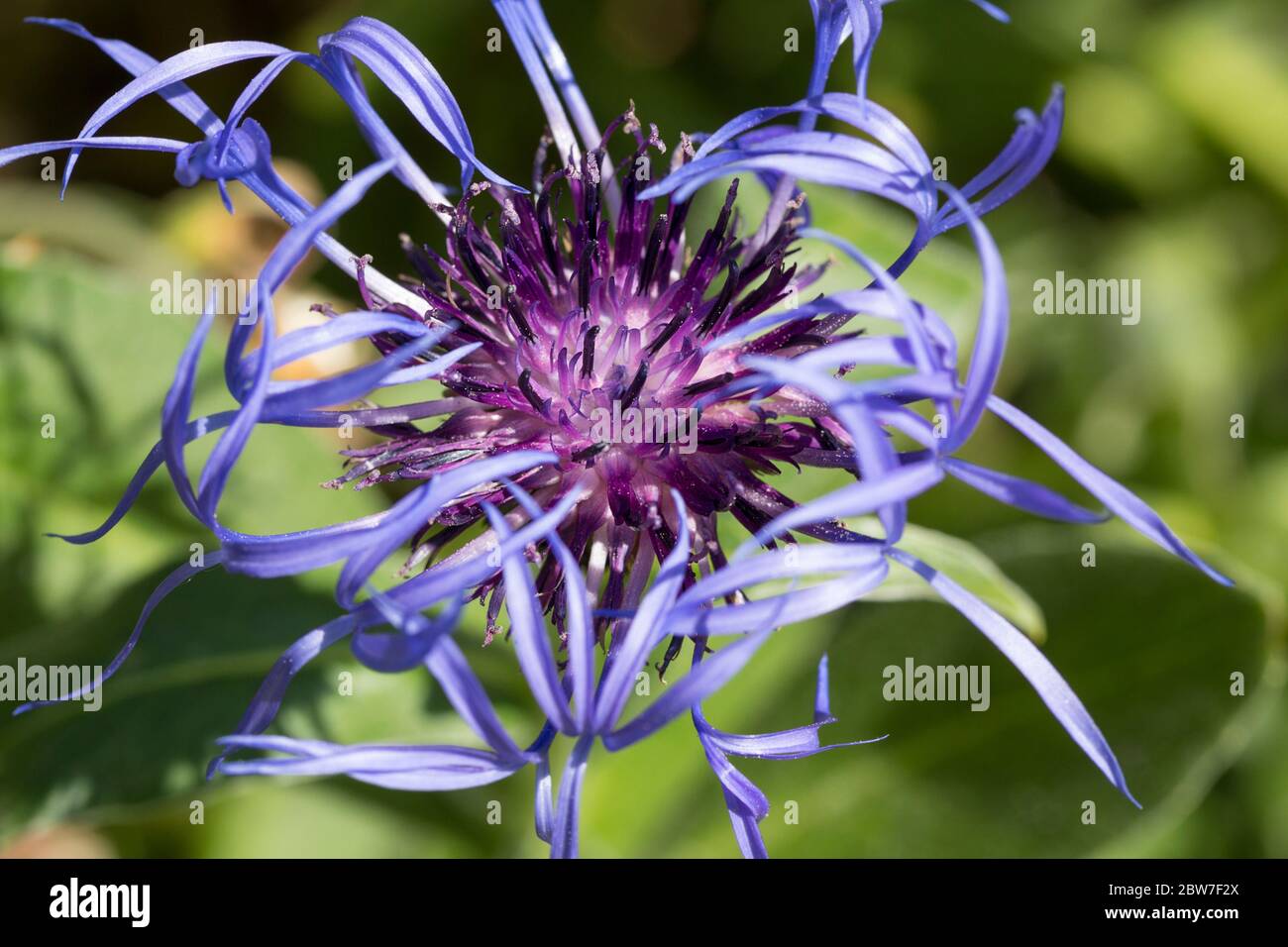 Cornflower viola alto centaurea montana lungo e spioncino petali pallidi esterni e più breve palla interna più scura di petali presi alla fine della primavera 2020 UK Foto Stock