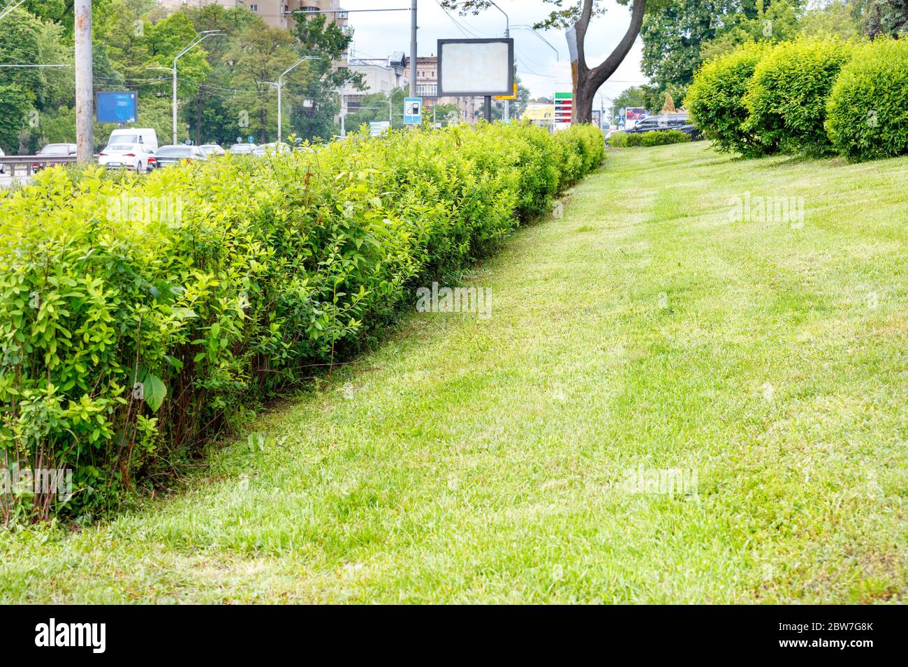 Un prato verde ben curato con erba tagliata e cespugli lussureggianti e arrotondati in una giornata di sole lungo una strada cittadina con traffico attivo. Foto Stock