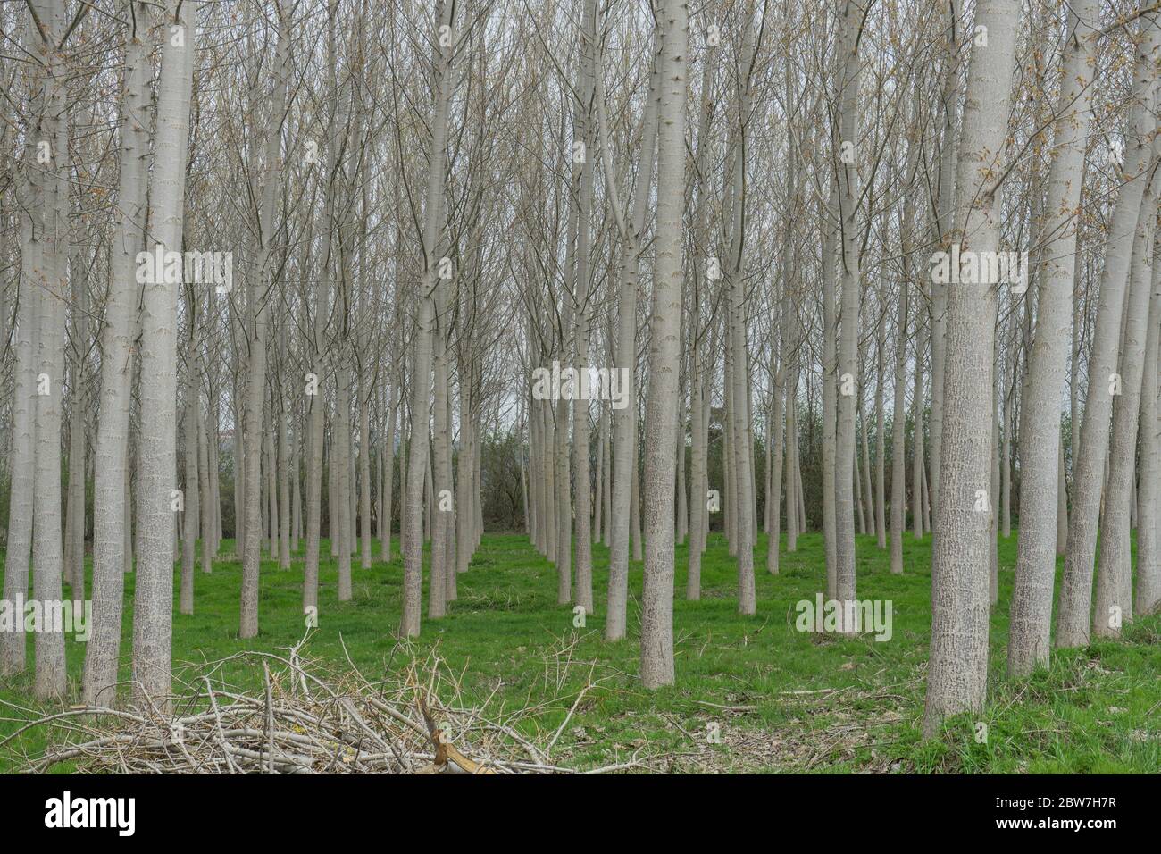 Pioppi in un prato lungo il fiume Tanaro, Alba - Piemonte, Italia Foto Stock