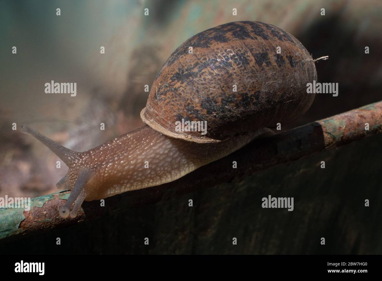 Immagine ravvicinata di una lumaca Foto Stock