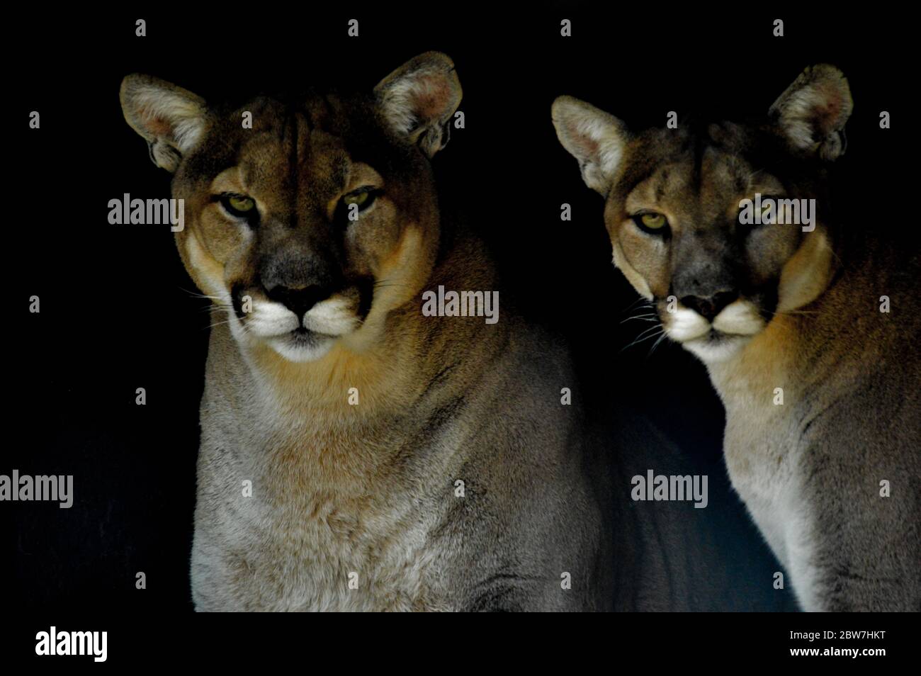 Ritratto artistico di un Cougar o leone di montagna o Puma Concolor isolato  su sfondo nero in Sud Africa Foto stock - Alamy