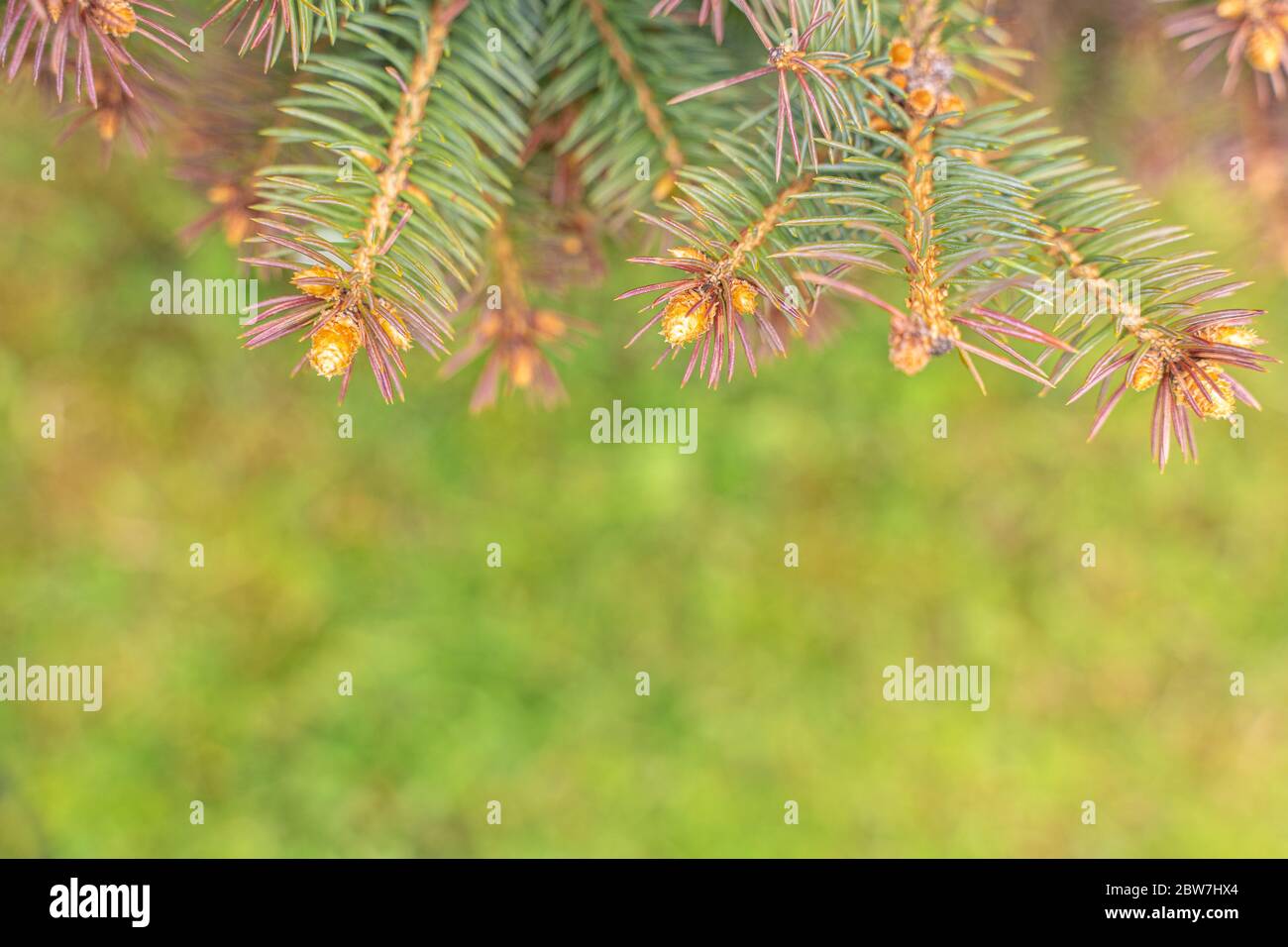 sfondo di natale verde con fuoco selettivo e posto per il testo Foto Stock