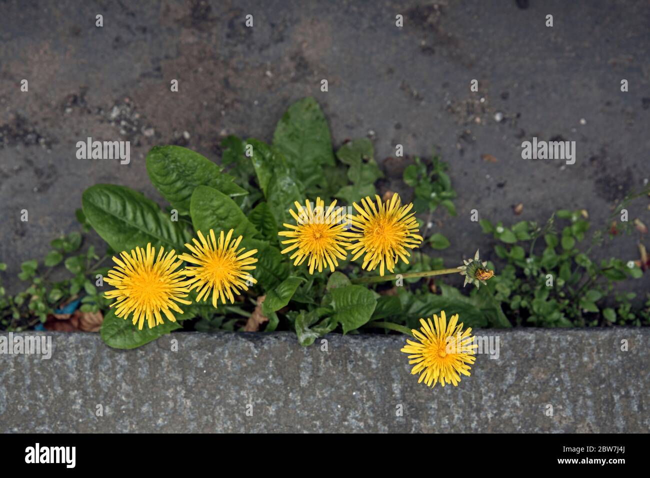 I dandelioni (Taraxacum officinale) che crescono nella grondaia. Foto Stock
