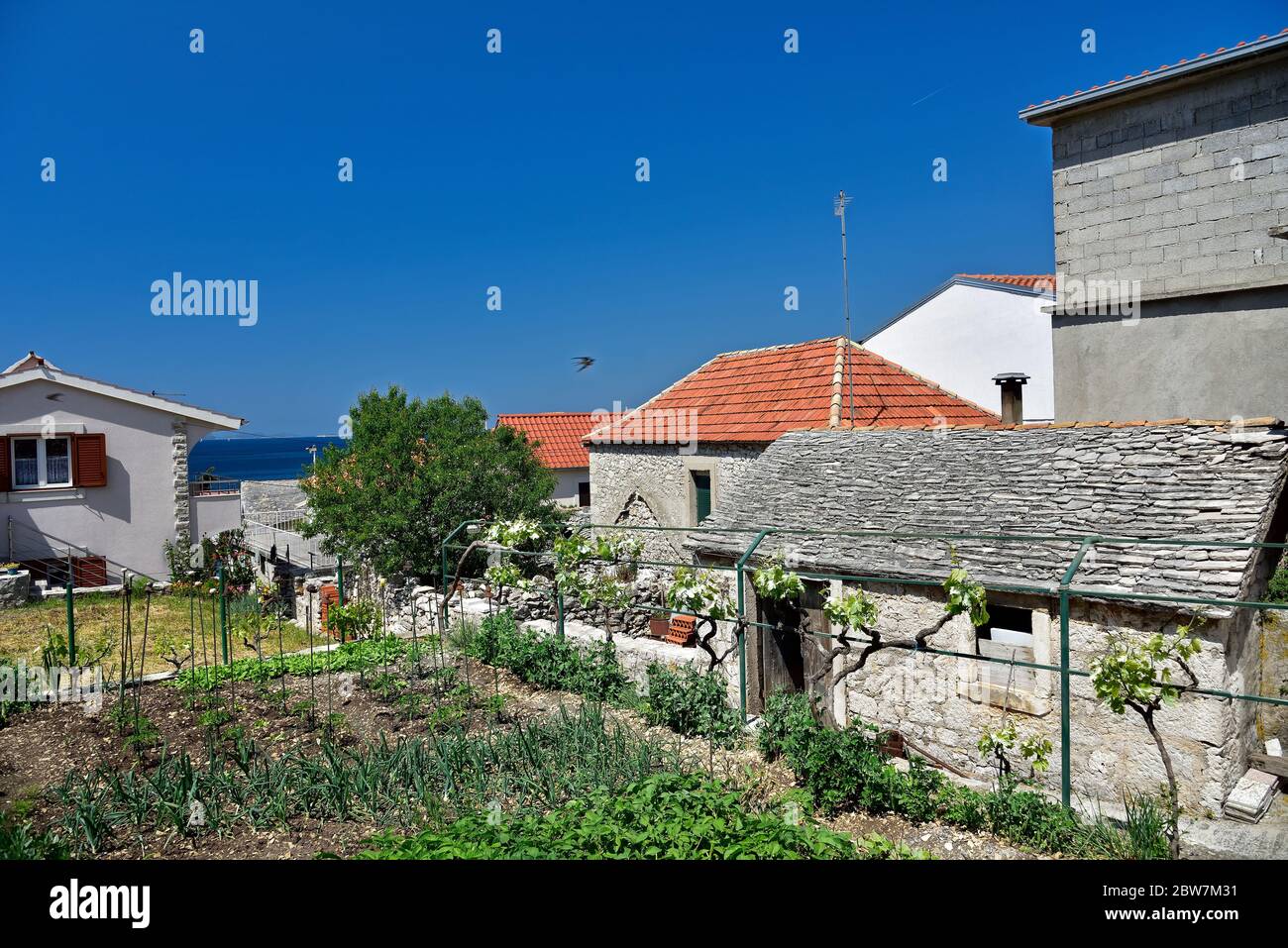 PRIMOSTEN, CROAZIA - 2 MAGGIO 2019 - piccoli giardini e vigneti coltivati da abitanti della famosa e bella città Primosten in Dalmazia - po Foto Stock