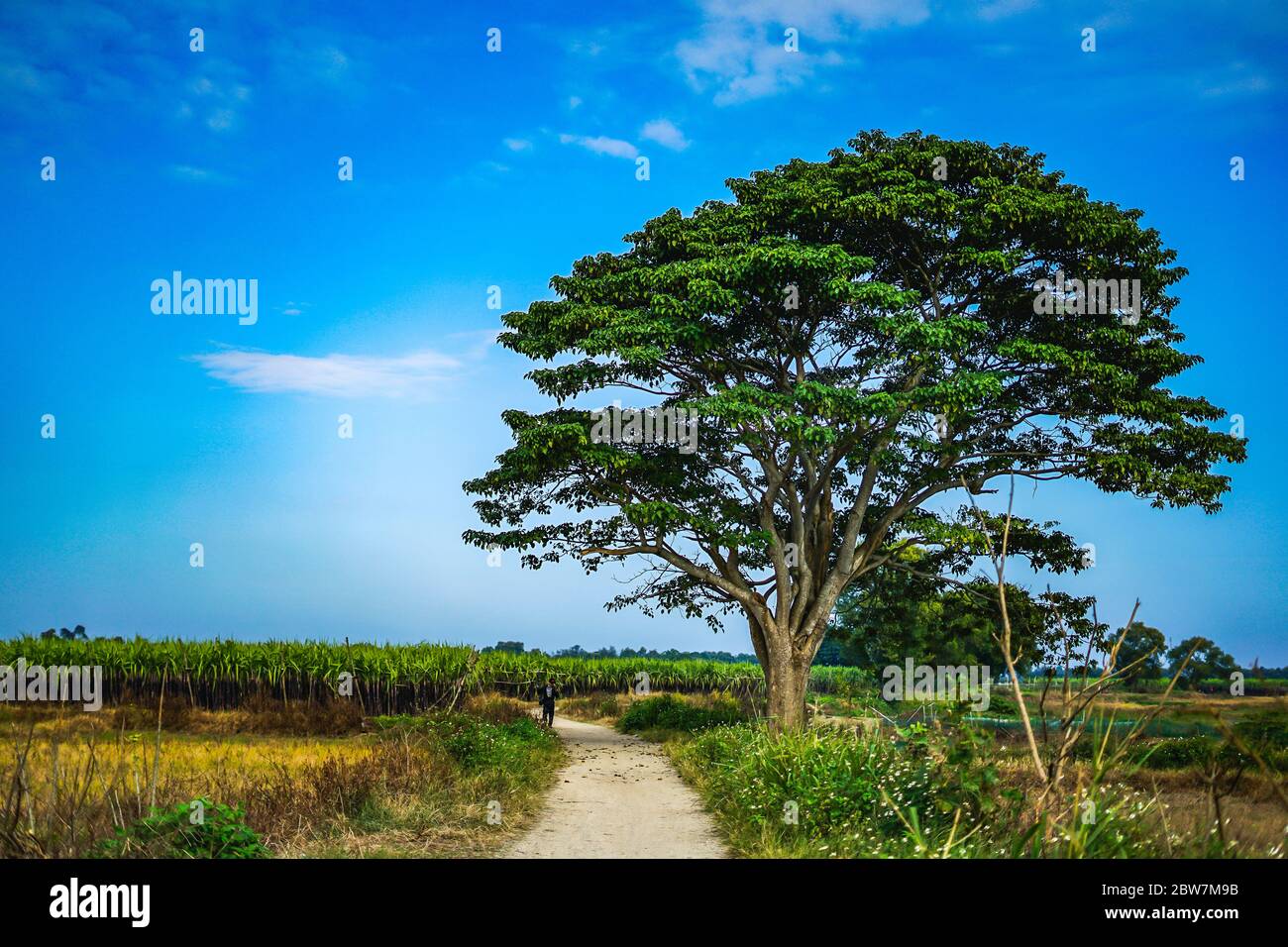 Un albero cinese del parasolo (firmiana simplex) (una scena nel film Mat  biec) crescere solitario nei campi vicino al villaggio do, Quang Dien  distretto, Hue, Vietn Foto stock - Alamy