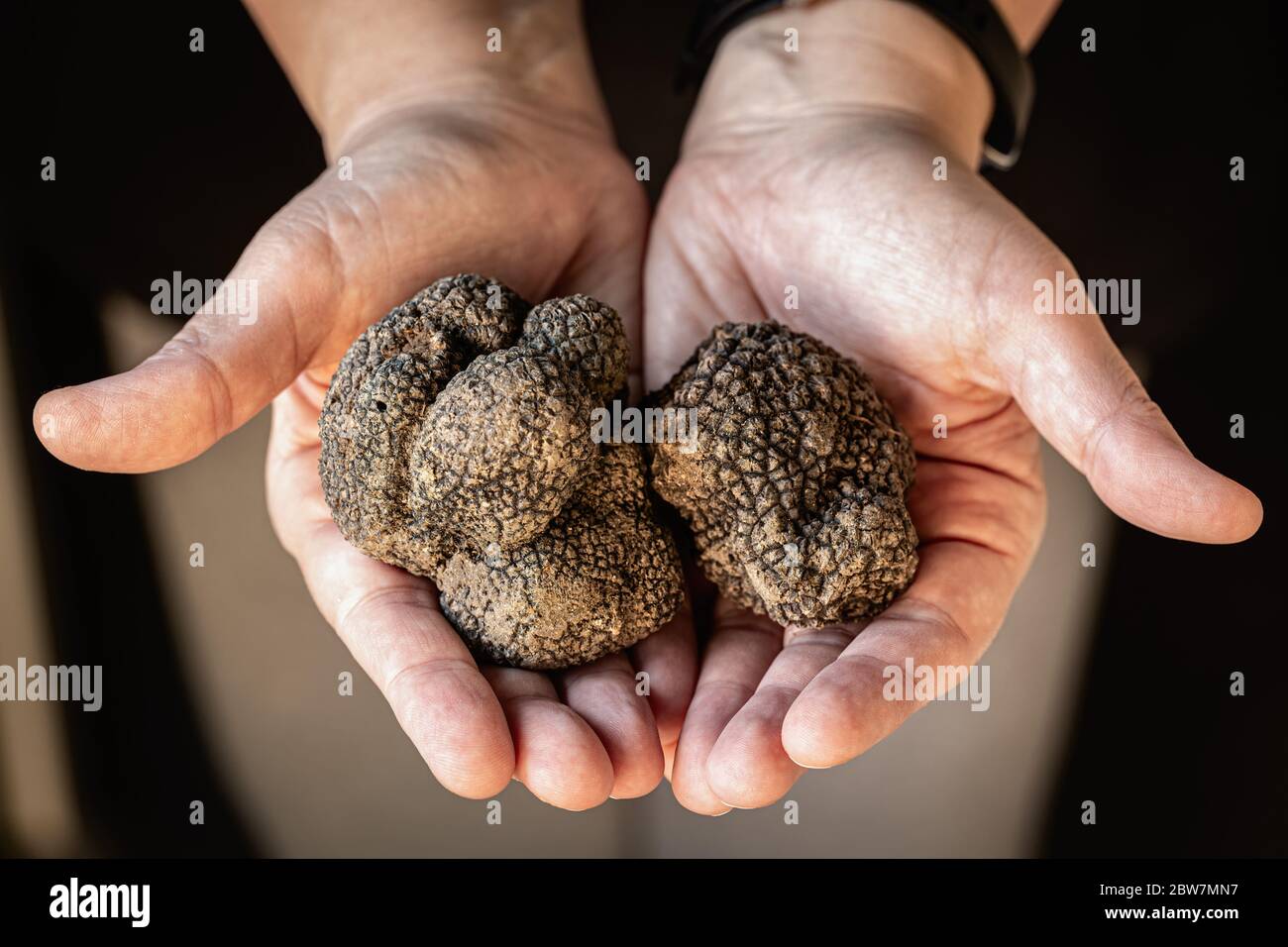 Tuber Aestivum tartufi neri, Trevi, Umbria, Italia Foto Stock