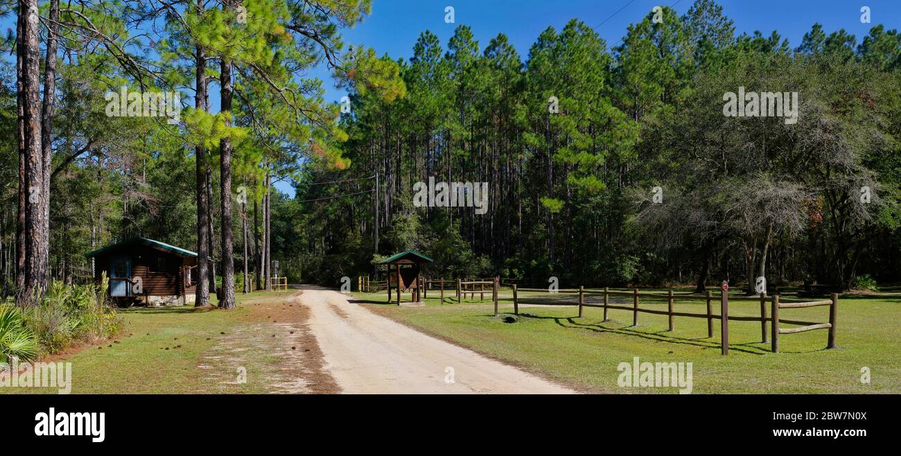 Tallahassee, USA - 24 ottobre 2017: Luogo picnic al Lake Talquin state Park e Foresta con alti e gloriosi pini a Tallahassee, Florida Foto Stock