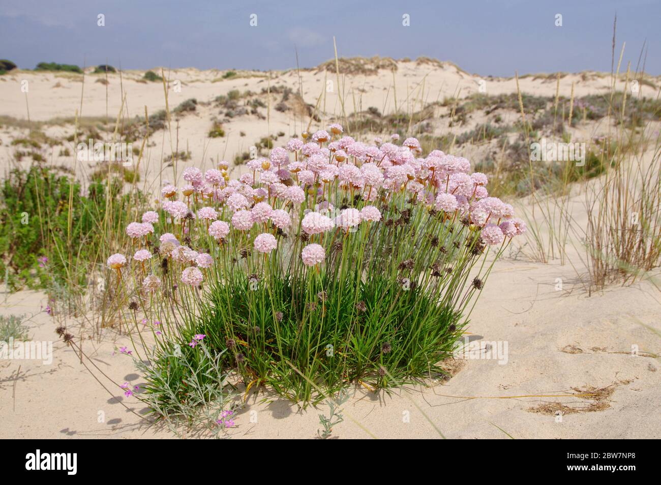 I fiori primaverili tra il paesaggio sabbioso del Parco Nazionale di Coto de Donana in Andalusia, Spagna Foto Stock