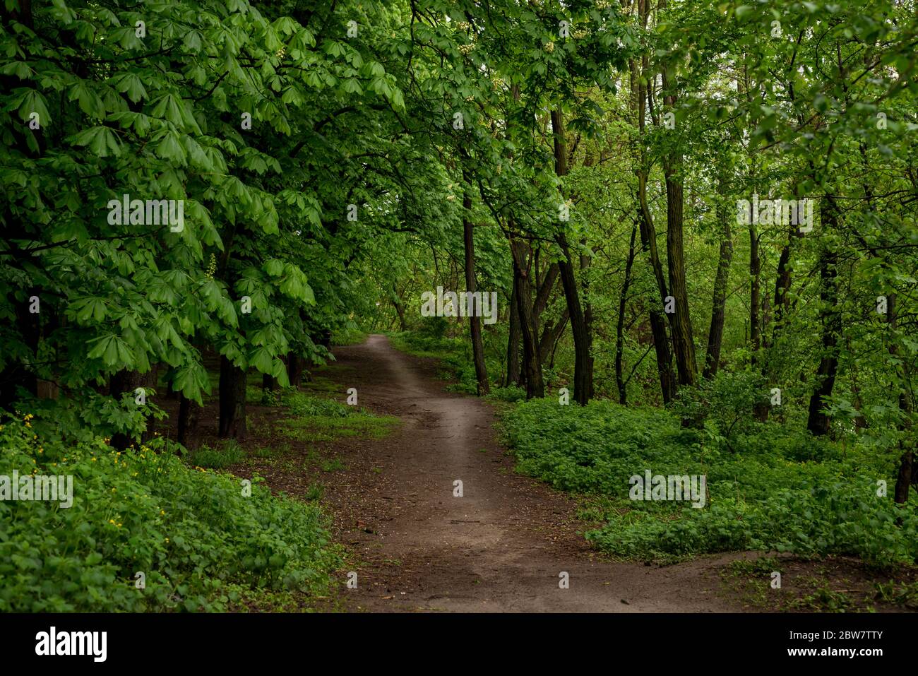 Castagni e sentiero nella foresta primaverile dopo la pioggia. Fresco primavera fogliame sfondo. Ambiente ambiente ecologia sfondo. Foto Stock