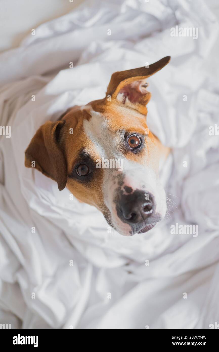 Coperta In Flanella Con Stampa 3D Jack Russell Terrier Bianco – 70x100 Cm, Morbida E Lavabile