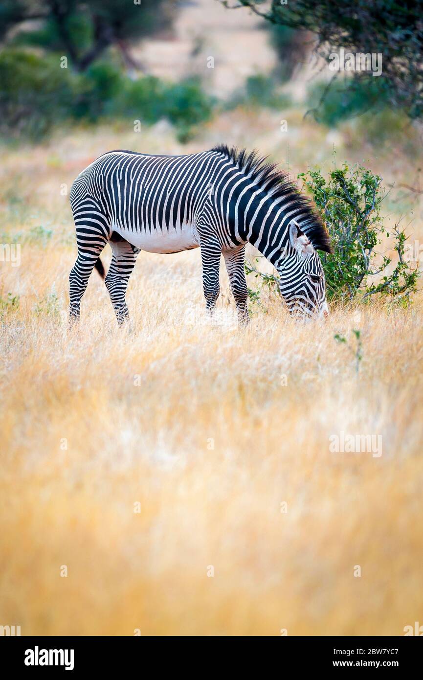 Zebra di Grevy, Equus grevyi mangiare, Samburu Game Reserve, Kenya, Africa orientale. Foto Stock