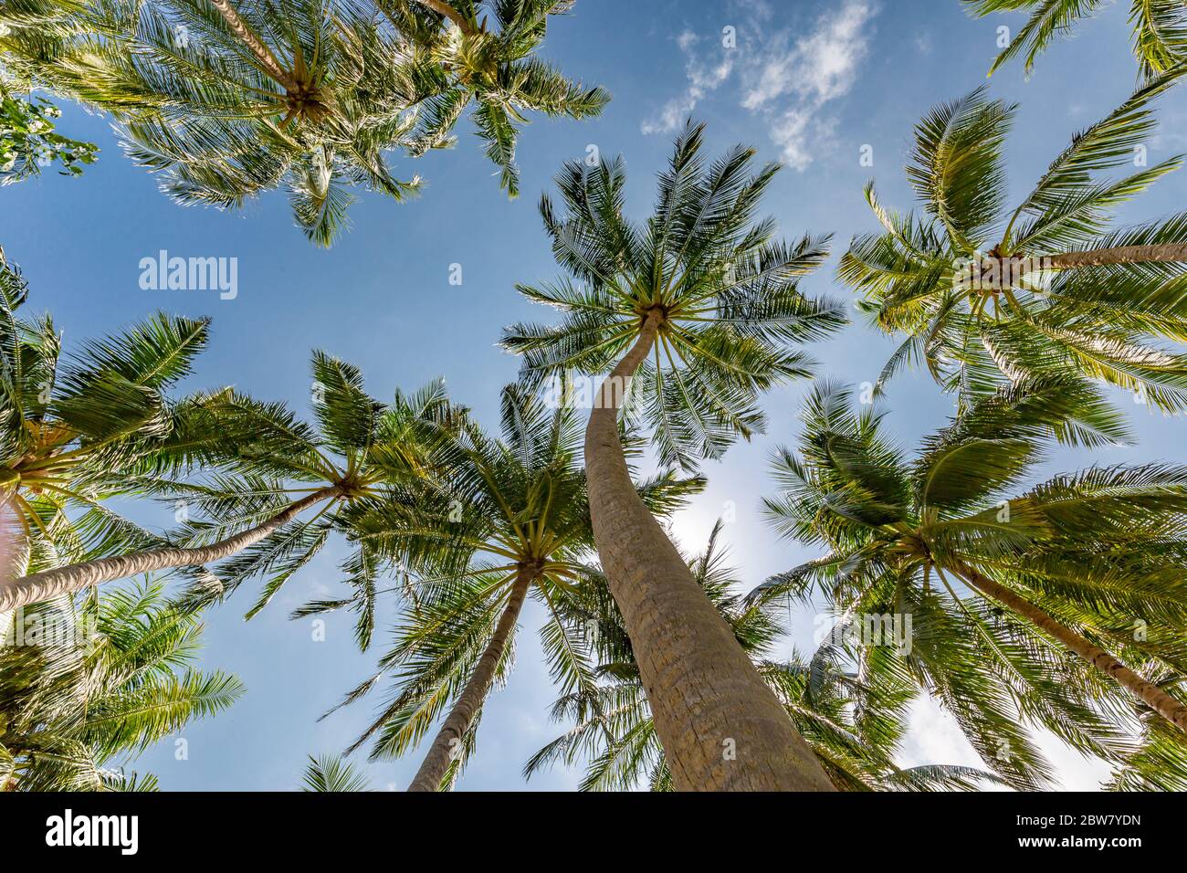 Grandi rami verdi su palme da cocco contro il cielo nei tropici. Alberi tropicali di fondo concetto Foto Stock