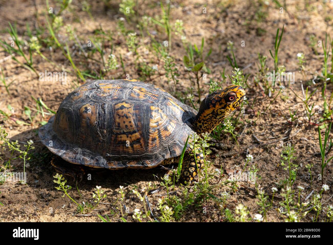 Tartaruga scatola orientale (Terrapene carolina carolina carolina), Michigan, USA, di James D Coppinger/Dembinsky Photo Assoc Foto Stock