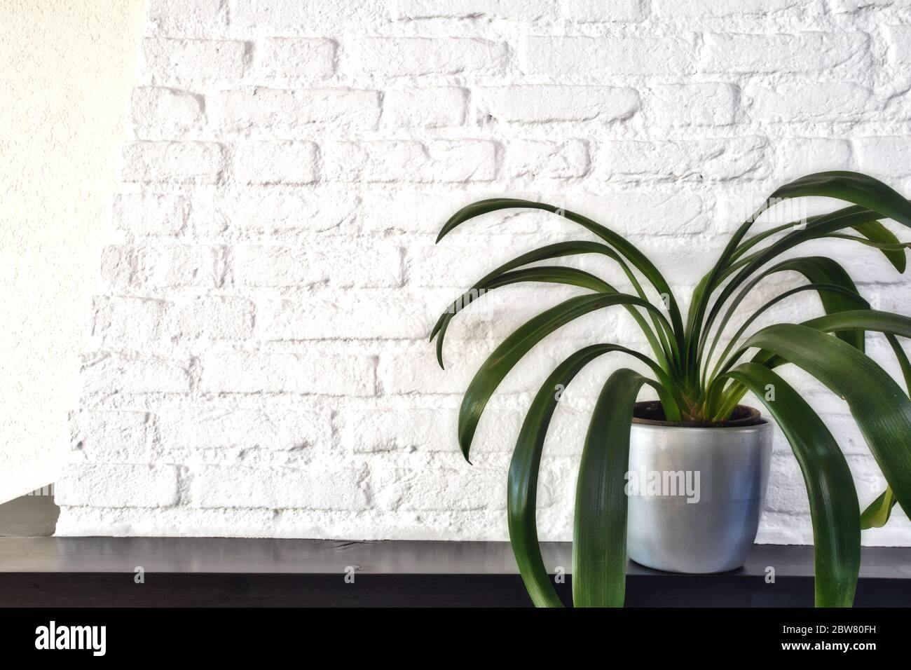 Grande pianta verde casa in vaso moderno su scaffale di legno contro muro di mattoni bianchi, botanica stile scandinavo retro design, spazio per il testo Foto Stock