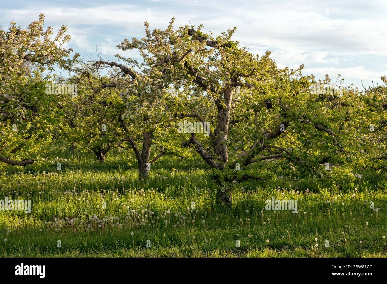 Alberi di mele in fiore, frutteto di mele, Primavera, Michigan del sud-ovest, Stati Uniti, da James D Coppinger/Dembinsky Photo Assoc Foto Stock