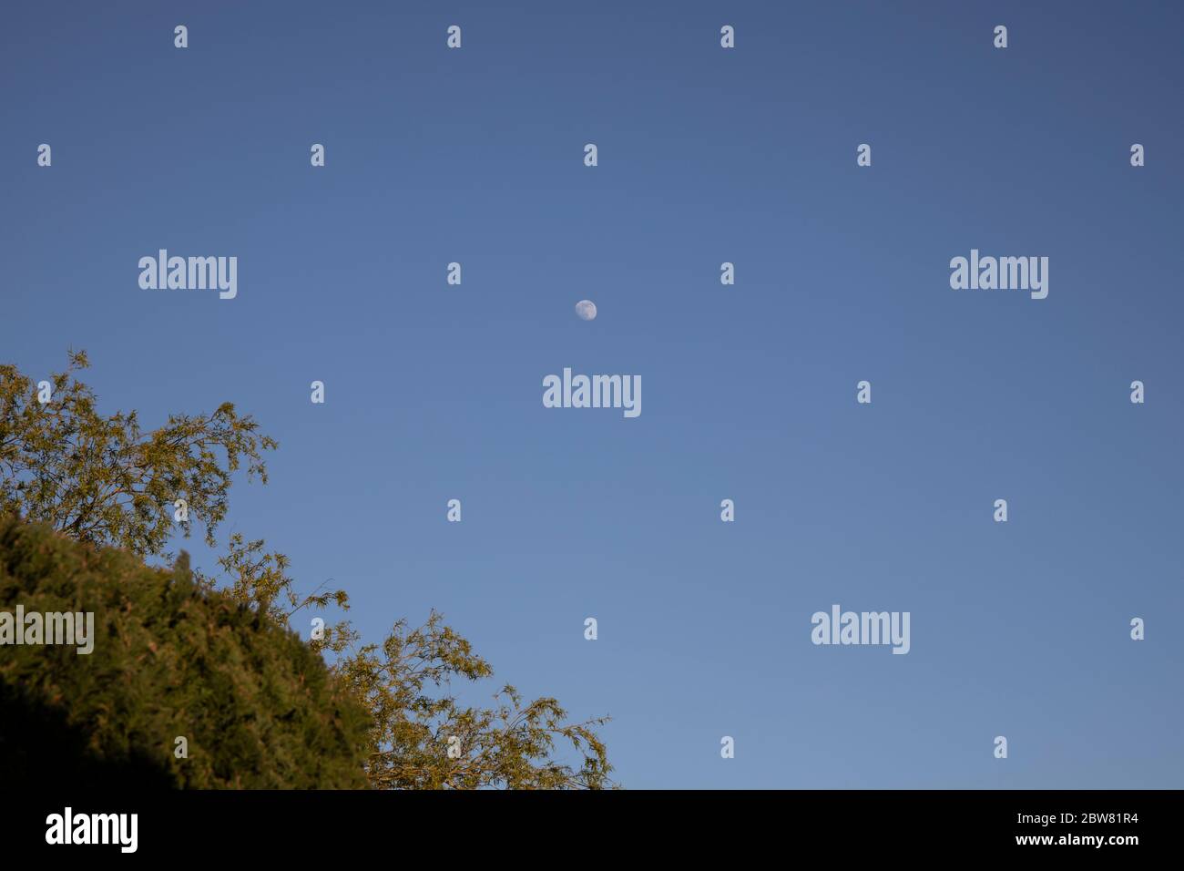 Immagine di una luna nel tardo pomeriggio in un bel cielo blu chiaro con fogliame di alberi in primo piano a Lurgan Irlanda del Nord Foto Stock