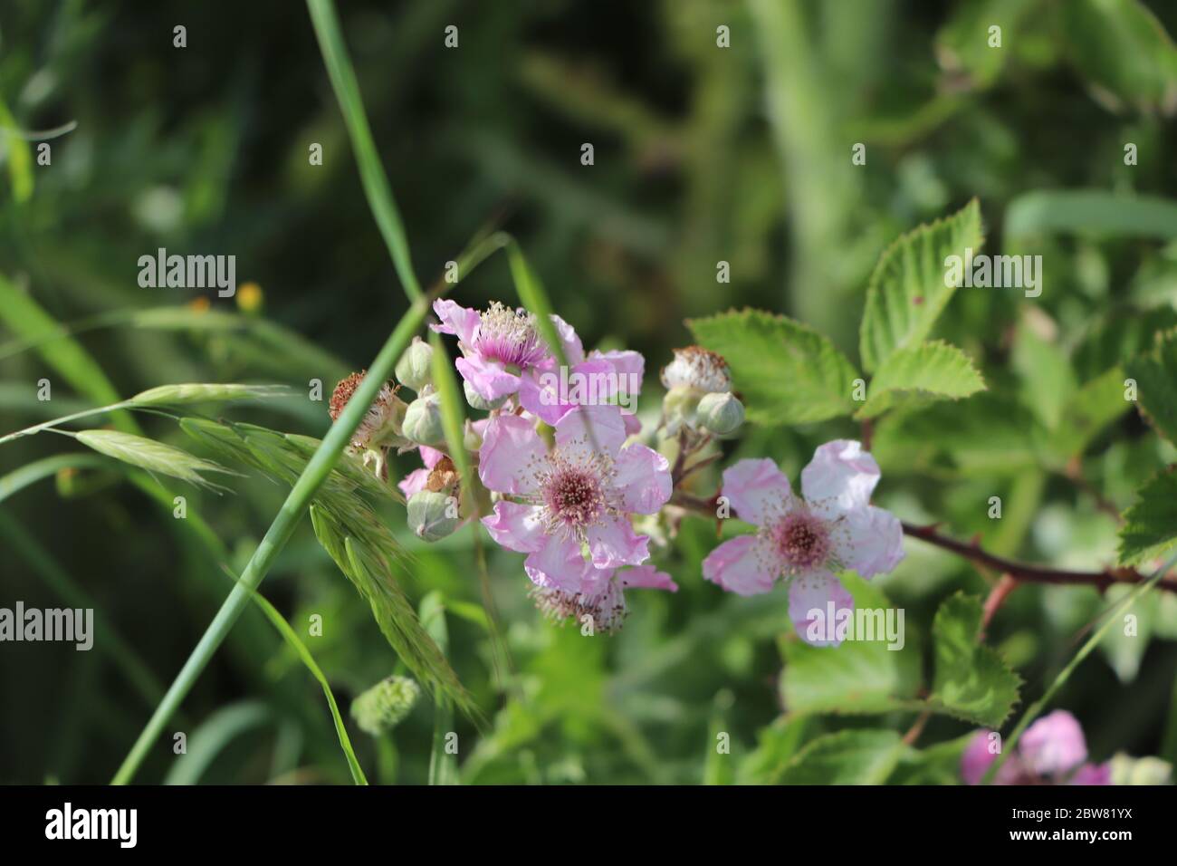 rosa blackberry blosom Foto Stock
