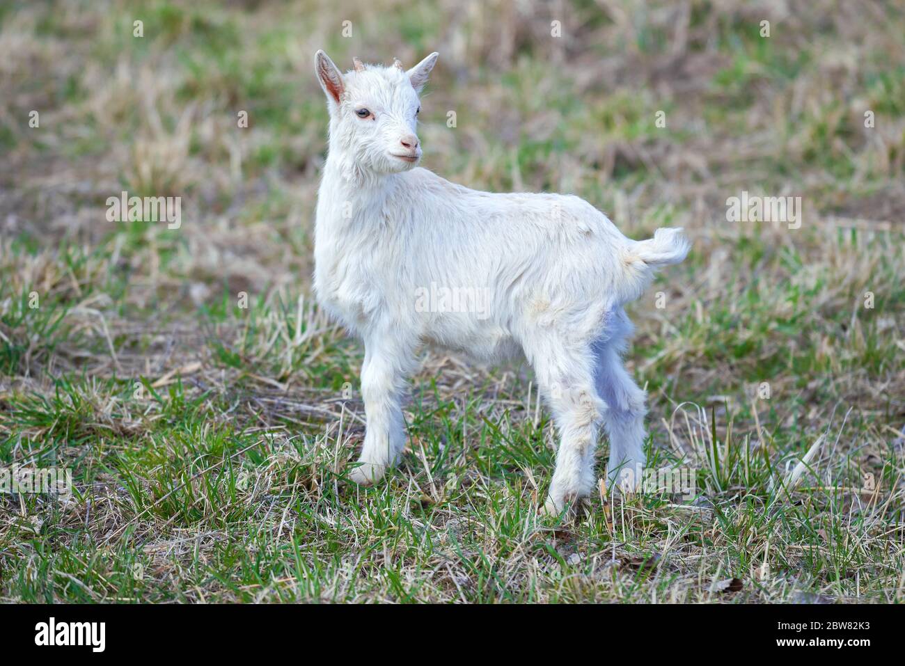 Piccolo capra bianca del bambino vicino in su in un giorno soleggiato di aprile Foto Stock