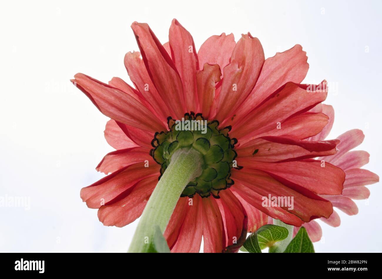 Fiore di zinnia rosso-arancio che cresce nel giardino in tarda estate, vista dal basso Foto Stock