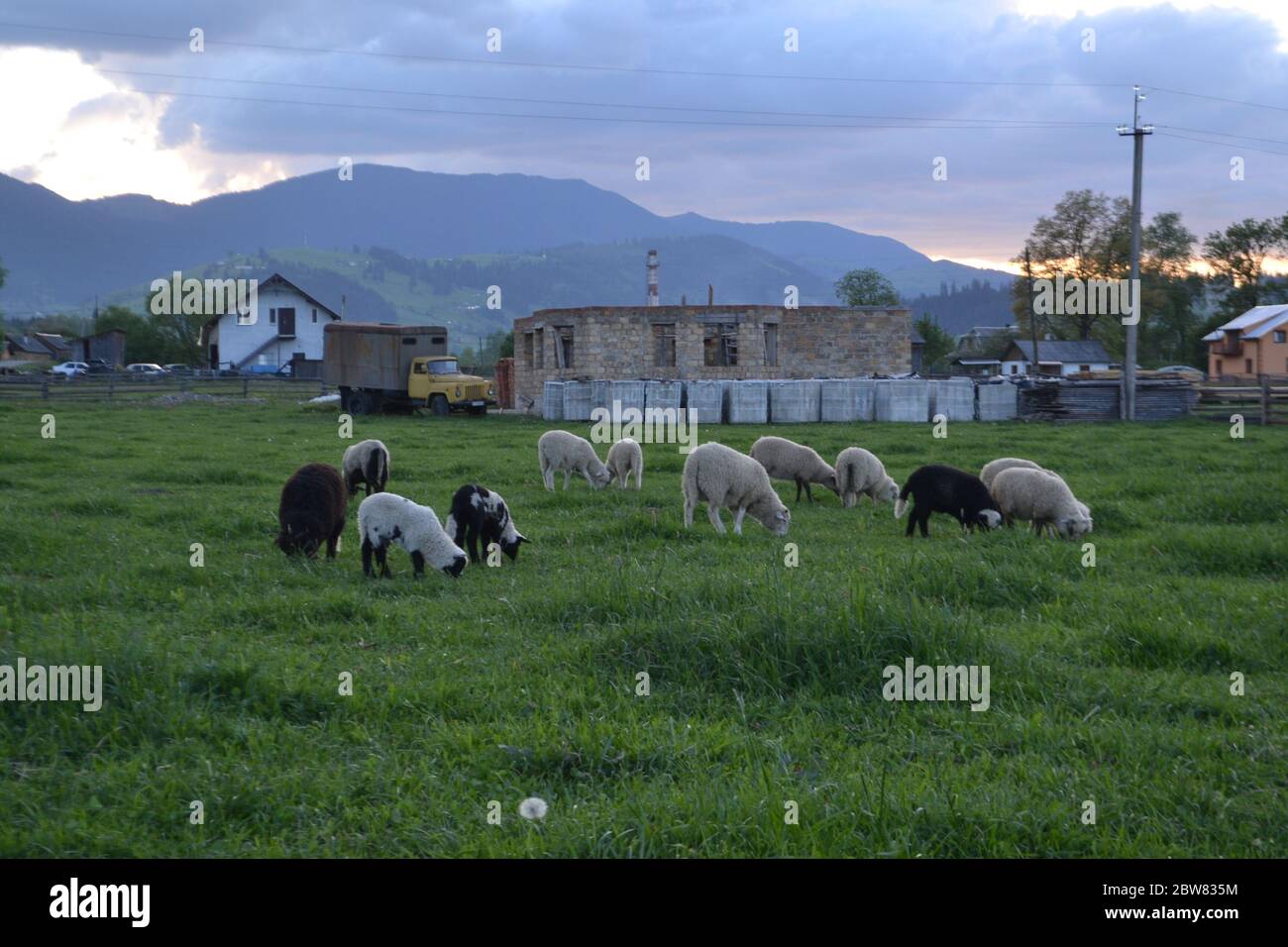 Pecore andare pascolo pecore gregge bianco e marrone pecore su strada allevamento animale Foto Stock