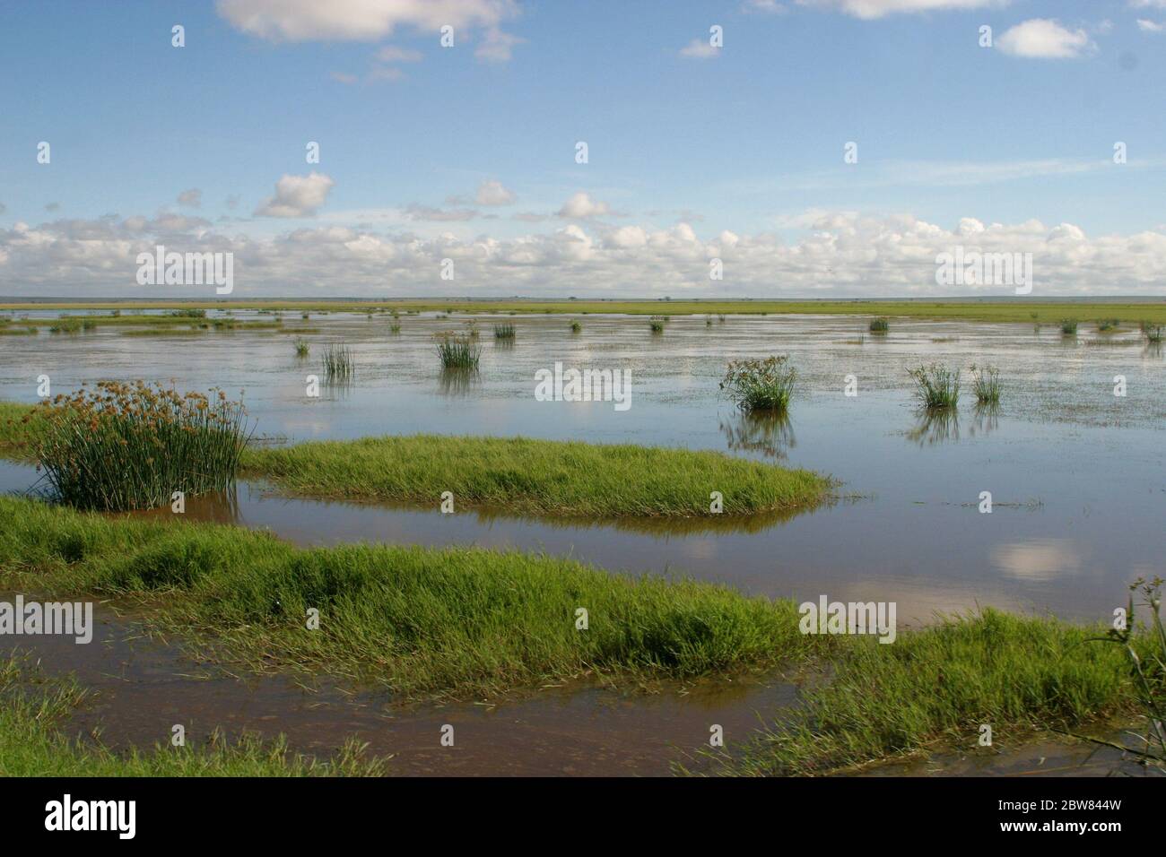 Panorama masai Mara, vasta savana allagata dopo forti deportazioni, il cielo blu con nuvole bianche si riflette nell'acqua Foto Stock